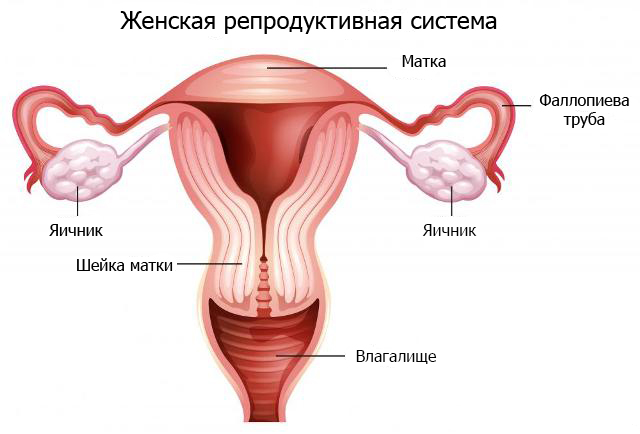урологическая киста у женщин от чего урологическая киста у женщин от чего