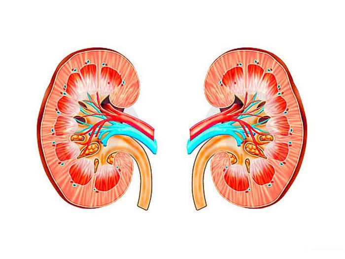 Выделяя факторы риска, приводящие к смерти, особое внимание следует обратить на гнойный пиелонефрит можно ли умереть от почечной недостаточности