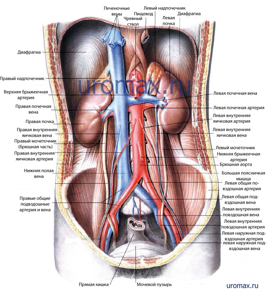 частые вопросы по урологии частые вопросы по урологии
