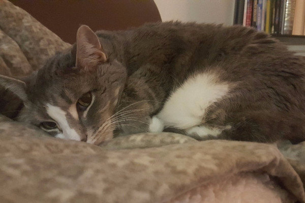 Как спасти кошку с хпн