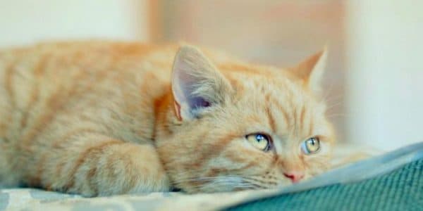 Почечная недостаточность у кошек