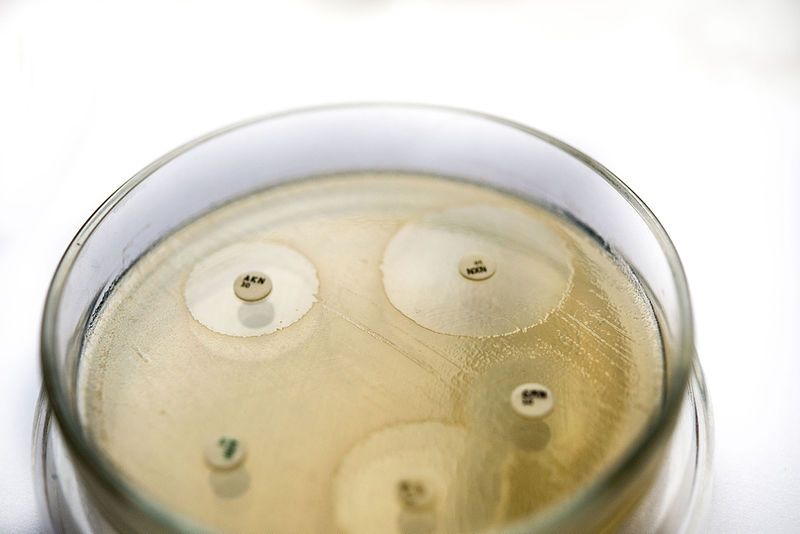 Чувствительность к антибиотикам в урологии