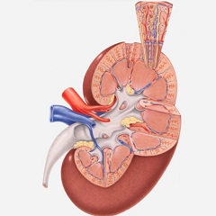Хроническая почечная недостаточность