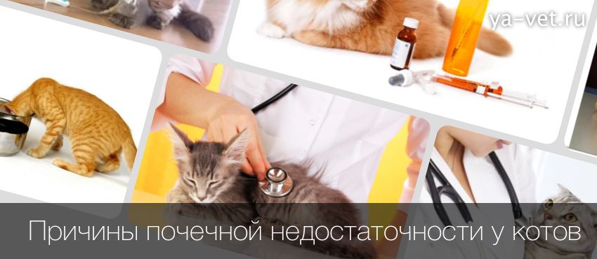 Почечная недостаточность у кошек: симптомы, лечение, диета