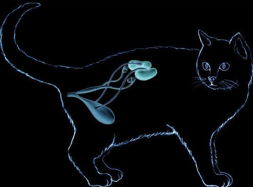 Витамины для кошек с хпн