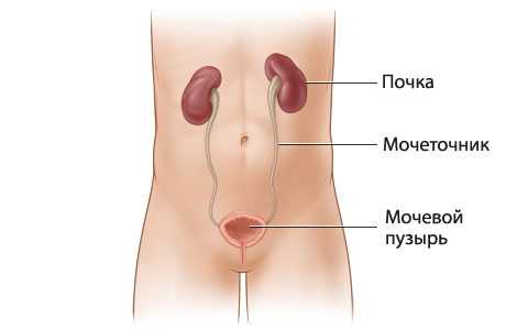 acute-renal-1.jpg