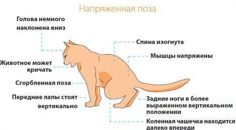 Уролекс для кошек и собак инструкция по применению лекарства
уролекс в ветеринарии состав дозировка отзывы