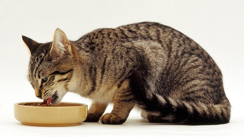 Кошка ест alt