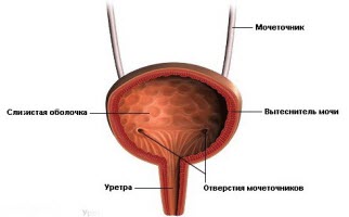Как лечить мочевой пузырь