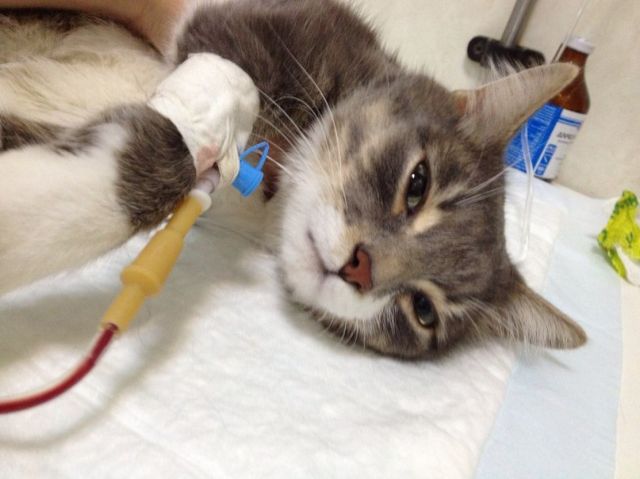 Кот под капельницей