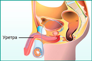 Уретра Уретра у мужчины