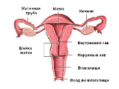 устройство женской половой системы