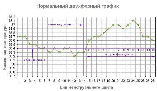 график овуляции