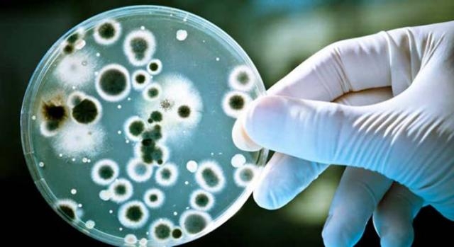 Candida