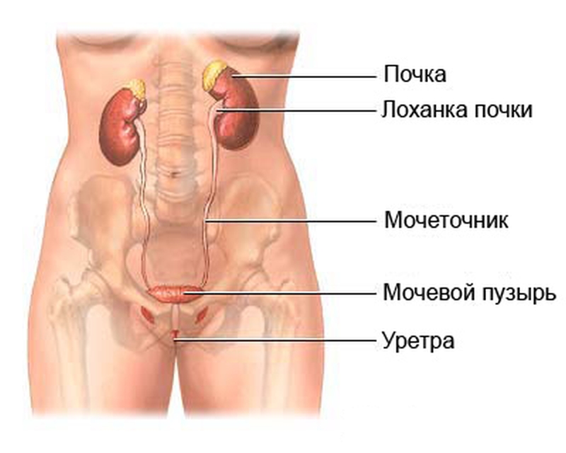схема мочевыводящей системы