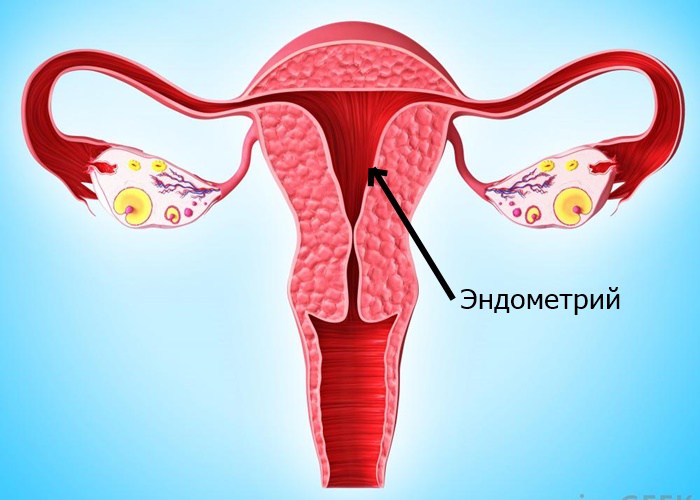 где находится эндометрий