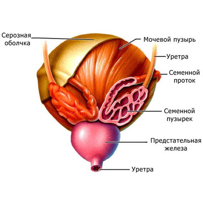 схема устройства мочевого пузыря