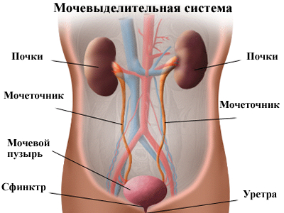 схема устройства мочевыводящей системы