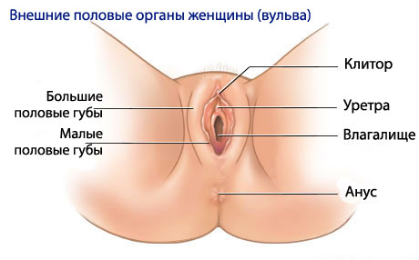 внешний вид половых органов