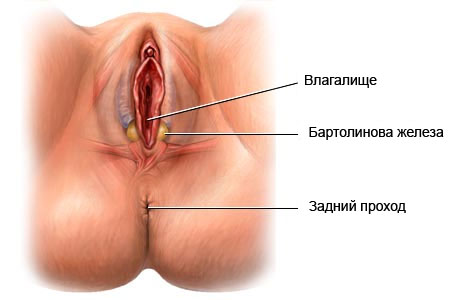 где расположены железы