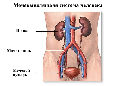 схема мочевыводящей системы