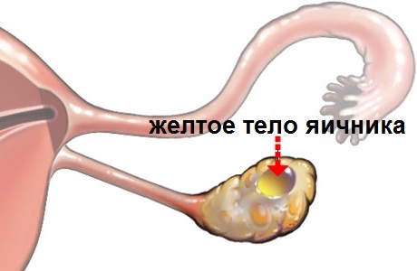 как выглядит желтое тело