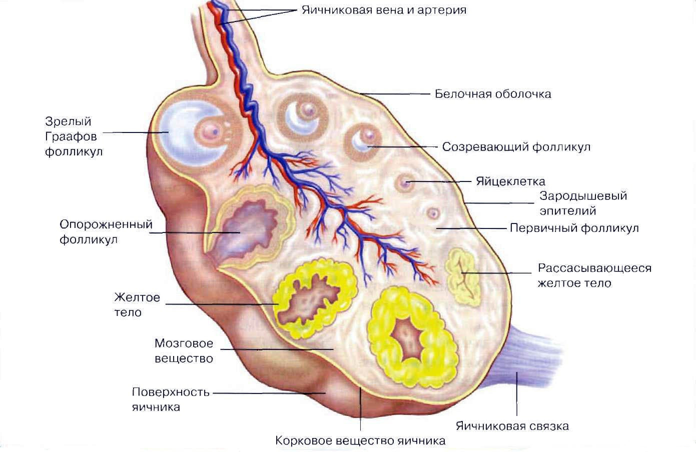 схема строения яичника
