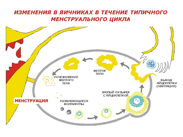 как образуется желтое тело