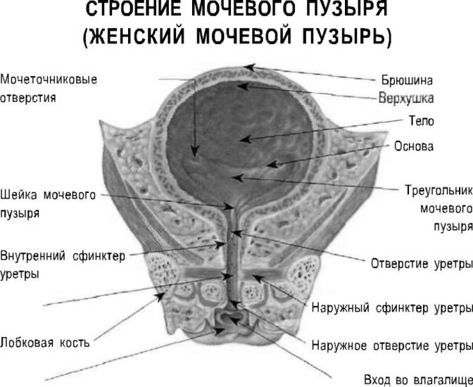 строение женского мочевого пузыря