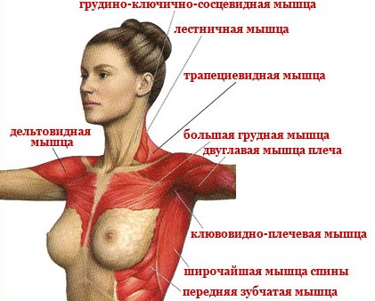 строение мышц груди